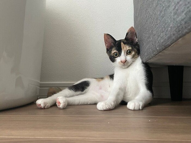子猫時代のミケちゃんの様子