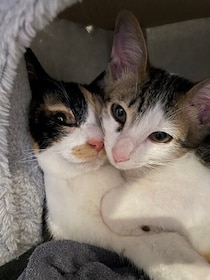 それぞれ別の場所から迎えた2匹の年の近い元保護子猫→少しずつ距離を縮め、添い寝するにまでになった関係性にほっこり