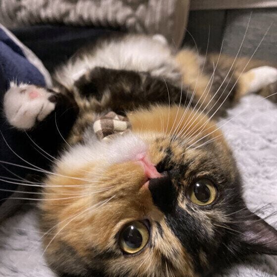 へそ天で寝転がる猫