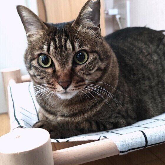 ハンモックでくつろぐキジトラ猫