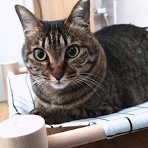 腸内環境を整えることが大切！猫の健康を守るための「予防医学」とは｜獣医師解説