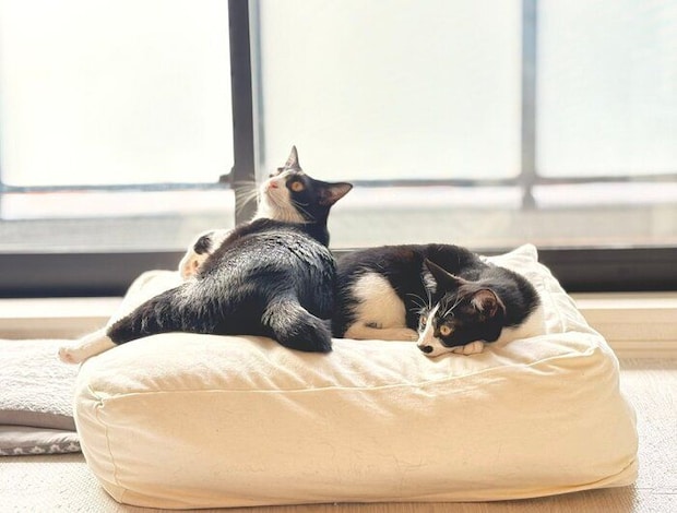 「2匹でくつろいでるのいいな」とコメントが寄せられた1枚