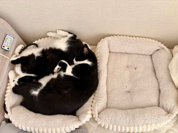 かわいすぎる　1つのベッドで一緒に寝る愛猫たち（撮影時ともに生後9カ月）