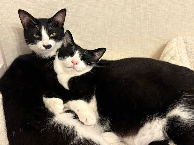 大好きな依灯ちゃんにくっつきウットリ顔になる結灯くん