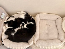 「2つ用意してるんだけどね」猫が同じベッドで眠る理由を獣医師に聞いた！