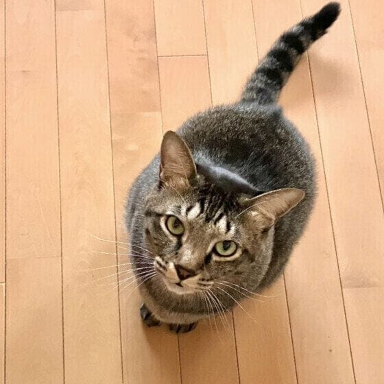 キジトラのらいりくん