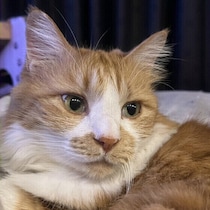 猫に「ごめんね」を伝える方法って？ 注意点とともに獣医師に聞いた！