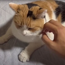 就寝前のベッドでくつろぐ猫　 飼い主さんに甘えたい気持ちが止まらない