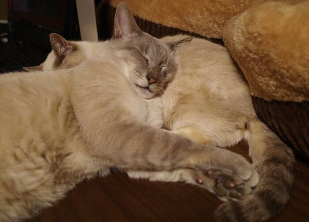母猫の体に身を預けるたぬくん