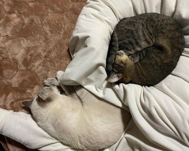 たぬくんが深い眠りについたころを見計らって、近づいてくるしま子ちゃん