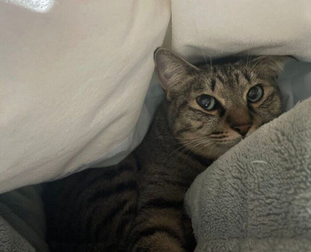 飼い主さんの布団に入るしま子ちゃん