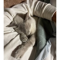 亡き母猫を慕っていた猫　飼い主さんを“母親のように”慕い、毎晩一緒に眠る日々