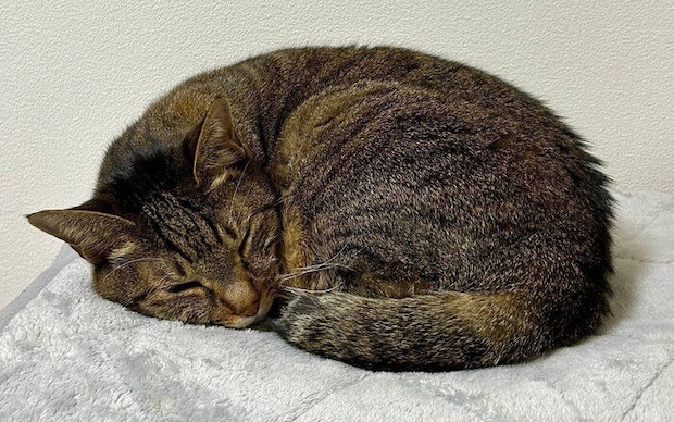 丸くなって寝る猫