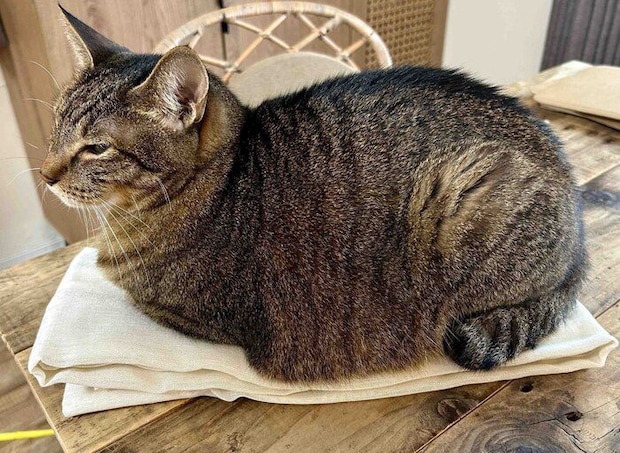 折りたたまれたカーテンの上に座る猫