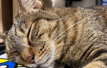 本の上に頭をのせて眠る猫　気持ちよさそうな寝顔に約1.7万件の”いいね”が寄せられ話題に！