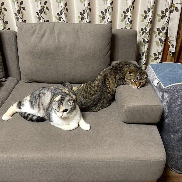 ソファの上でくつろぐポテくんとサラちゃん