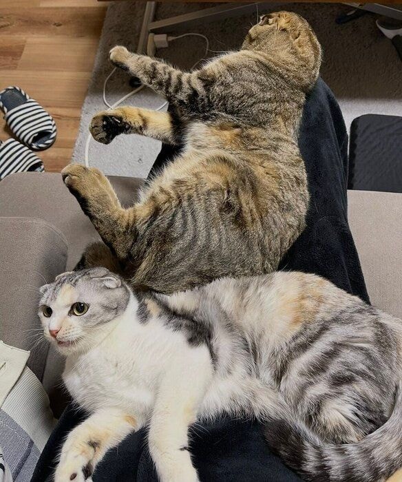 飼い主さんのひざにのるポテくんとサラちゃん