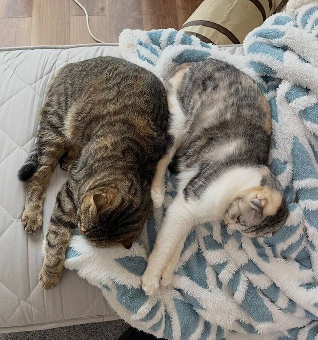 寝相がシンクロするポテくんとサラちゃん