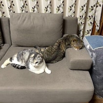 「首の向き間違えてない？」ソファに戻った飼い主が目撃した1才猫の姿に7.3万「いいね」が集まる