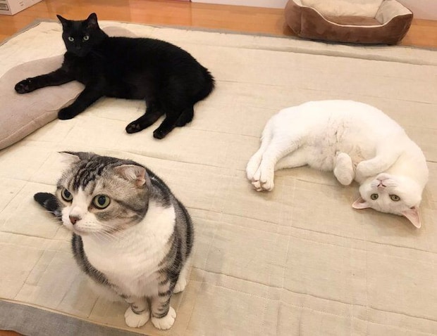 3匹の猫