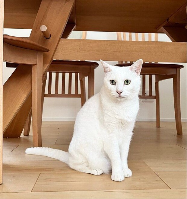 ゴハンを待っている猫