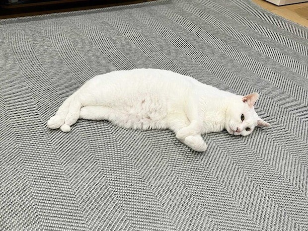 床に寝そべる猫