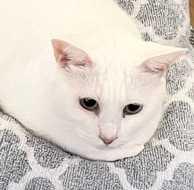 くつろいでいる猫