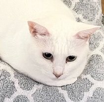 お餅のように見える白猫の写真に約7.6万の“いいね”　「とぼ餅」「かまぼこ」「ロールケーキ」とコメント欄が大喜利状態に