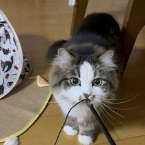 食事・環境・運動の3つの要素がポイント！　猫の腸内環境の整え方を獣医師が解説！