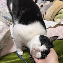 猫の気分はコロコロ変わる！わかりにくい3つの行動を紹介