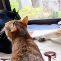 自然と寄っていく猫たち！子猫の頃から柴犬と暮らす猫の行動がかわいすぎた