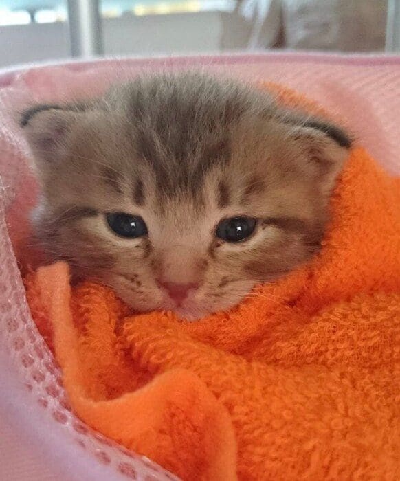 つぶらな瞳で見つめるリリくん。