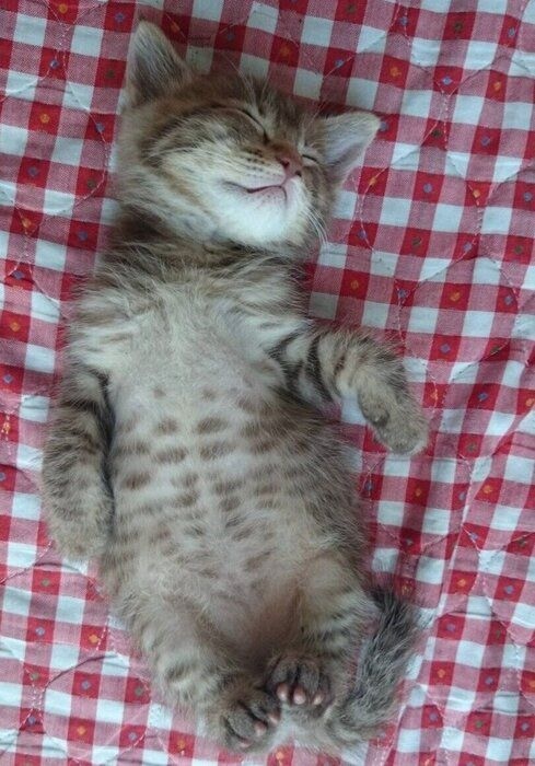 ヘソ天で眠るリリくん