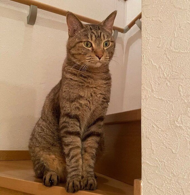 階段で様子をうかがうリリくん