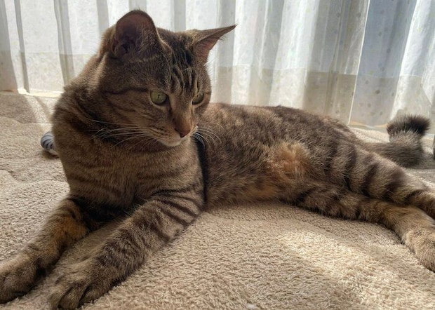 鍵しっぽのリリくん