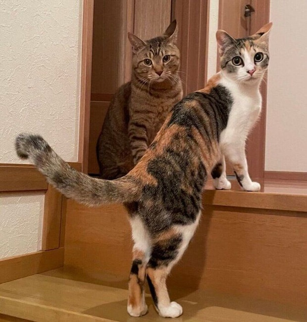 じゃれ合うリリくん、ちるちゃん