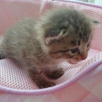 生後2～3週齢で迎えた“鍵しっぽ”の子猫が9才に　性別の勘違いから始まった、家族との幸せな日々