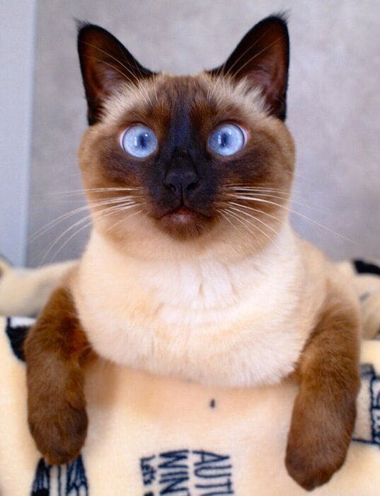 「ぱっちりおめめ」なすずりちゃん