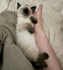 飼い主と添い寝する生後2カ月の保護子猫　まるで「エビフライ」のような姿が“可愛い”と大反響！