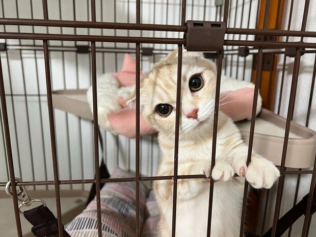 生後6カ月頃のスコティッシュフォールド