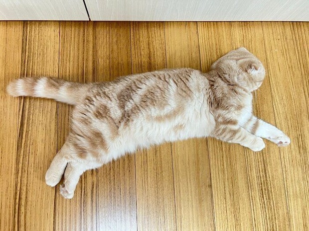 1才の誕生日前日のスコティッシュフォールド