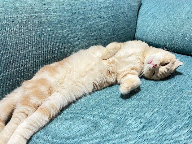 ソファーの上で眠るスコティッシュフォールド