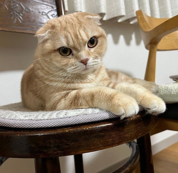 飼い主を見つめるスコティッシュフォールド