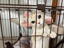 お迎え当初はゴハンをあまり食べなかった子猫→残さずに食べられるようになり、5カ月後にはふっくらとした体格に成長！