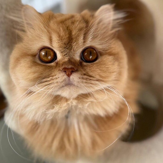 見つめる美桜ちゃん