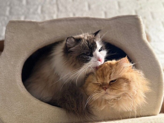 ベルリオーズくんに毛づくろいしてもらう美桜ちゃん