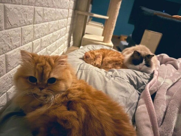 仲良くくつろぐ愛猫たち