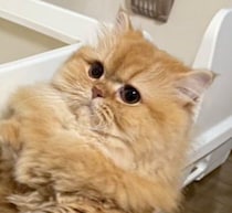 トイレの横で“スクッ”と立つマンチカン　真剣な表情で「順番待ち」をするかのような姿にキュン！