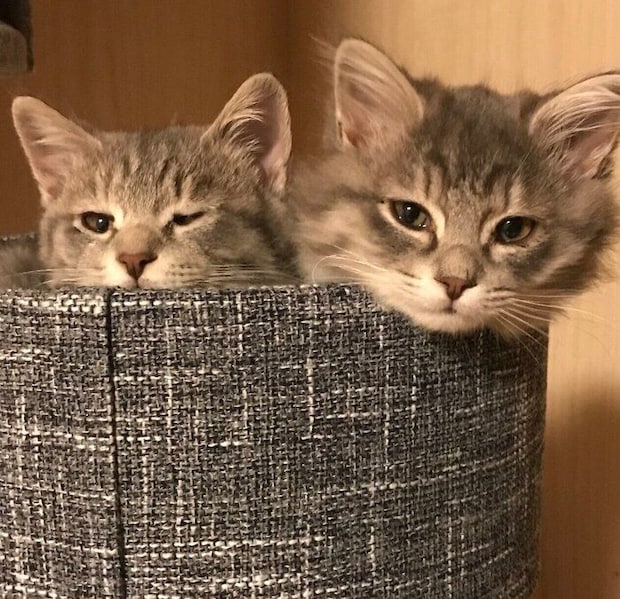 子猫時代のじじくん、ぷぷちゃん