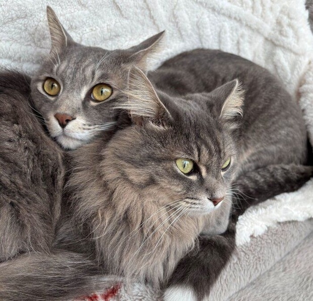 くっつくじじくん、ぷぷちゃん